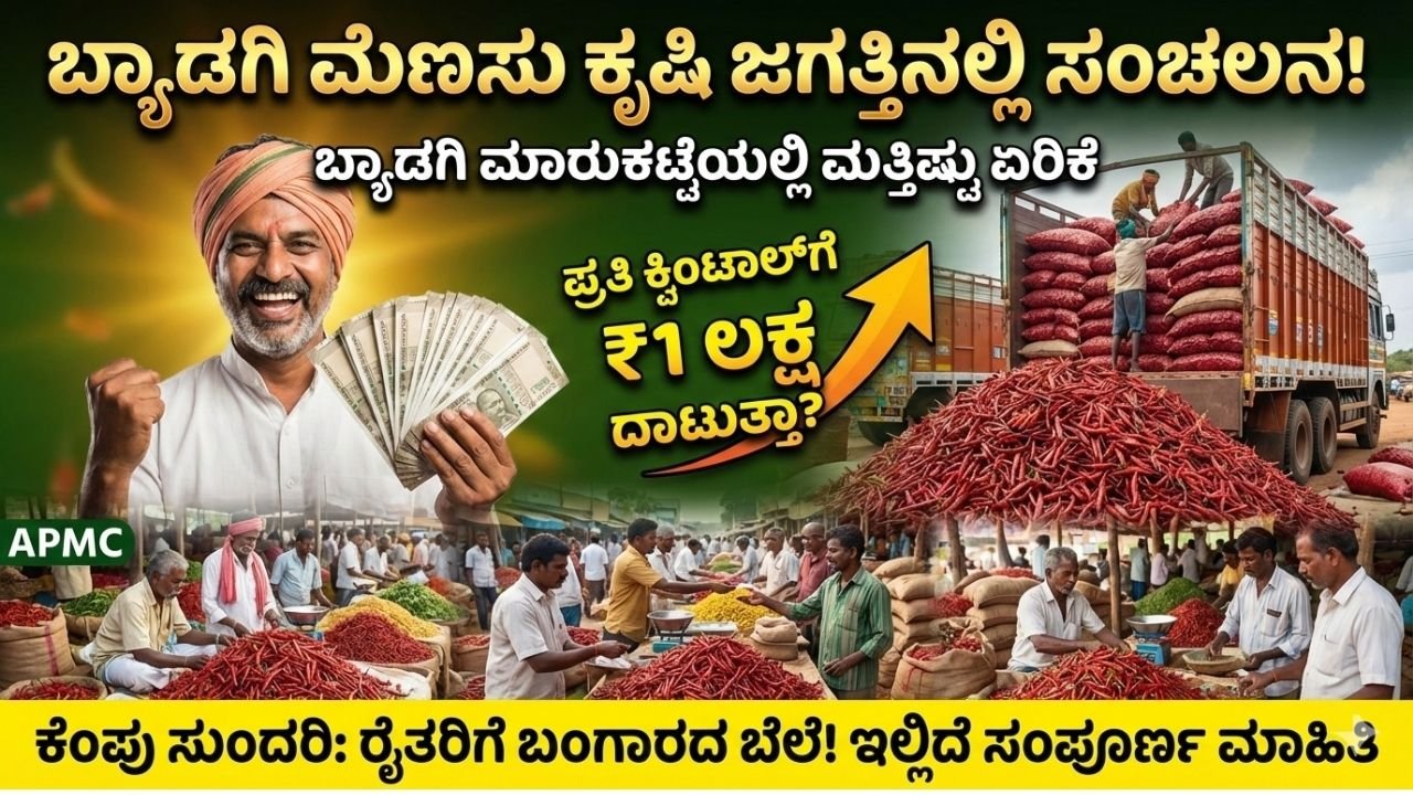 Byadagi Chilli